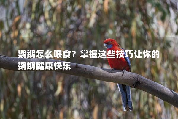 鹦鹉怎么喂食？掌握这些技巧让你的鹦鹉健康快乐