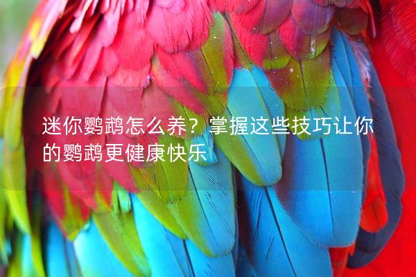 迷你鹦鹉怎么养？掌握这些技巧让你的鹦鹉更健康快乐