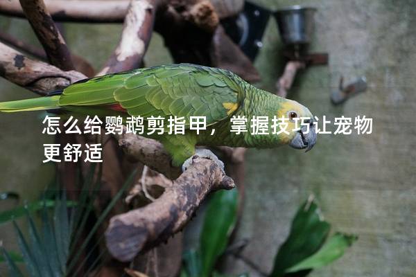 怎么给鹦鹉剪指甲，掌握技巧让宠物更舒适