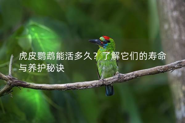 虎皮鹦鹉能活多久？了解它们的寿命与养护秘诀