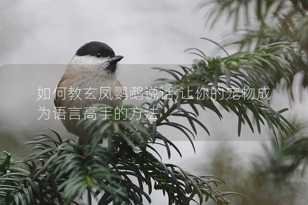 如何教玄凤鹦鹉说话,让你的宠物成为语言高手的方法