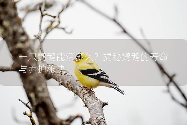 一只鹦鹉能活多久？揭秘鹦鹉的寿命与养护秘诀