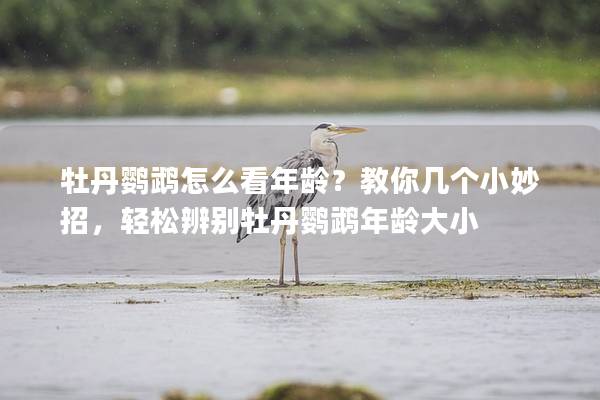 牡丹鹦鹉怎么看年龄？教你几个小妙招，轻松辨别牡丹鹦鹉年龄大小