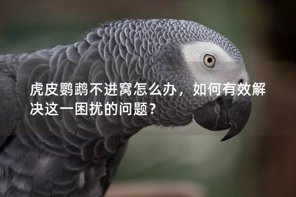 虎皮鹦鹉不进窝怎么办，如何有效解决这一困扰的问题？
