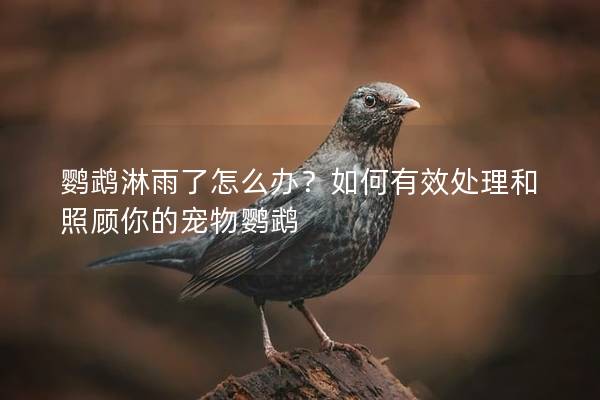 鹦鹉淋雨了怎么办？如何有效处理和照顾你的宠物鹦鹉