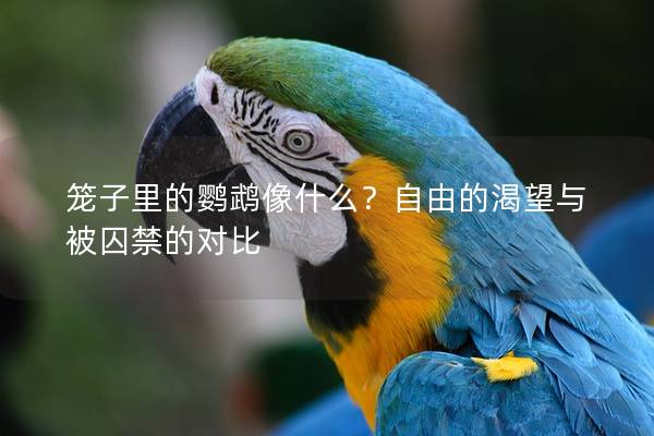 笼子里的鹦鹉像什么？自由的渴望与被囚禁的对比