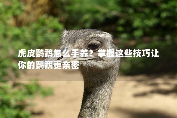 虎皮鹦鹉怎么手养？掌握这些技巧让你的鹦鹉更亲密