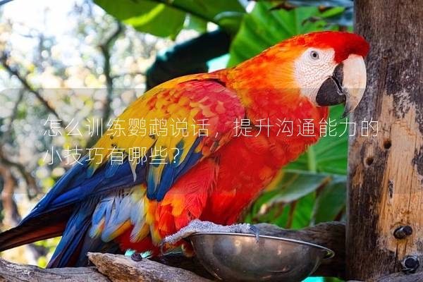 怎么训练鹦鹉说话，提升沟通能力的小技巧有哪些？