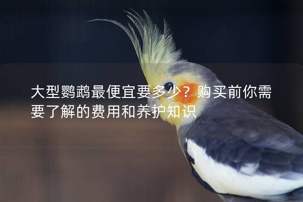 大型鹦鹉最便宜要多少？购买前你需要了解的费用和养护知识