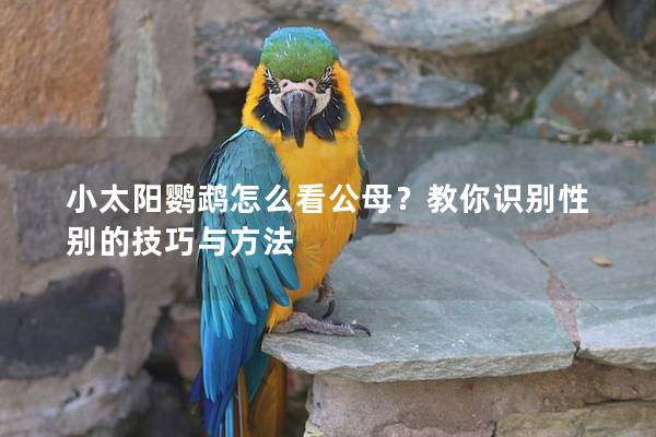 小太阳鹦鹉怎么看公母？教你识别性别的技巧与方法