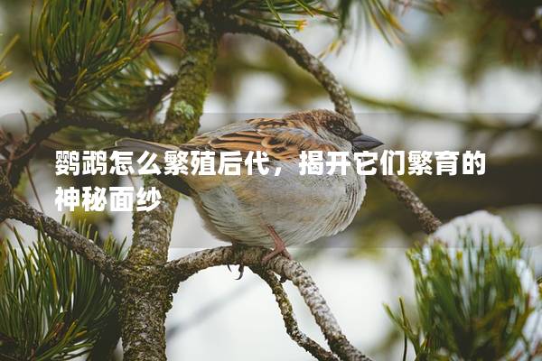 鹦鹉怎么繁殖后代，揭开它们繁育的神秘面纱