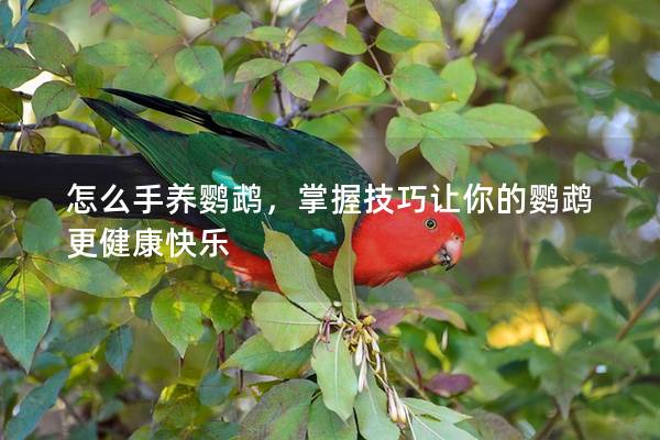 怎么手养鹦鹉，掌握技巧让你的鹦鹉更健康快乐