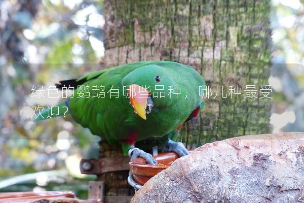 绿色的鹦鹉有哪些品种，哪几种最受欢迎？