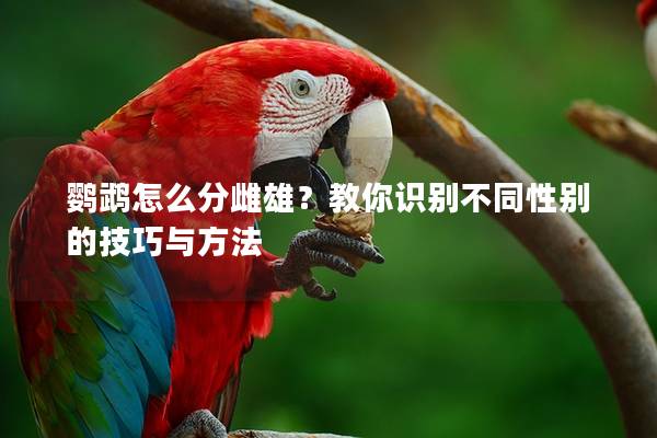 鹦鹉怎么分雌雄？教你识别不同性别的技巧与方法
