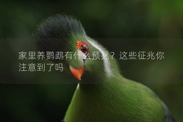 家里养鹦鹉有什么预兆？这些征兆你注意到了吗