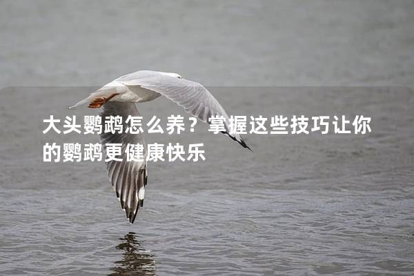 大头鹦鹉怎么养？掌握这些技巧让你的鹦鹉更健康快乐