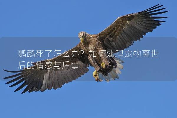 鹦鹉死了怎么办？如何处理宠物离世后的情感与后事