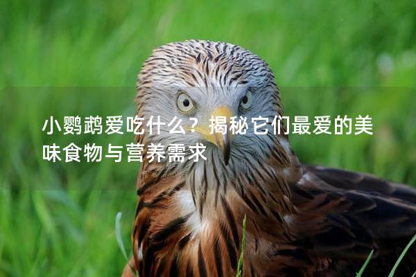 小鹦鹉爱吃什么？揭秘它们最爱的美味食物与营养需求