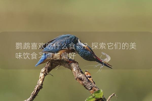 鹦鹉喜欢吃什么食物？探索它们的美味饮食习惯与偏好
