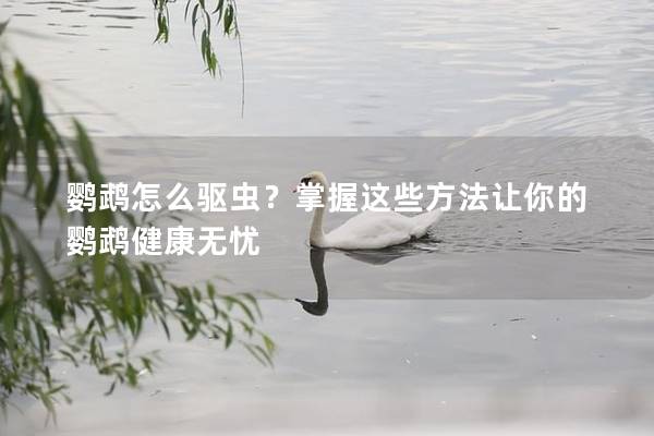 鹦鹉怎么驱虫？掌握这些方法让你的鹦鹉健康无忧