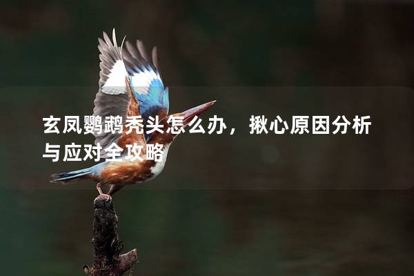 玄凤鹦鹉秃头怎么办，揪心原因分析与应对全攻略