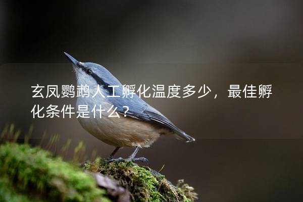 玄凤鹦鹉人工孵化温度多少，最佳孵化条件是什么？