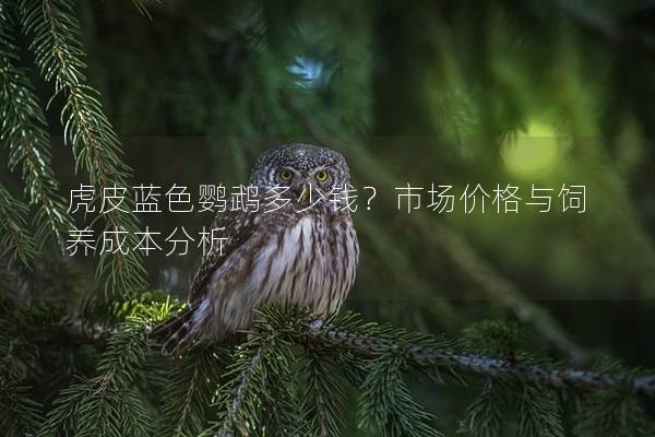 虎皮蓝色鹦鹉多少钱？市场价格与饲养成本分析