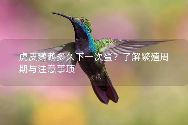 虎皮鹦鹉多久下一次蛋？了解繁殖周期与注意事项