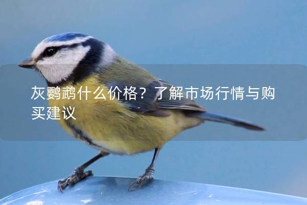 灰鹦鹉什么价格？了解市场行情与购买建议
