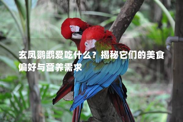 玄凤鹦鹉爱吃什么？揭秘它们的美食偏好与营养需求