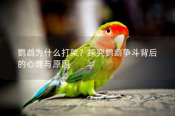 鹦鹉为什么打架？探究鹦鹉争斗背后的心理与原因