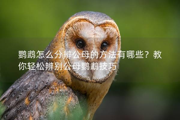 鹦鹉怎么分辨公母的方法有哪些？教你轻松辨别公母鹦鹉技巧