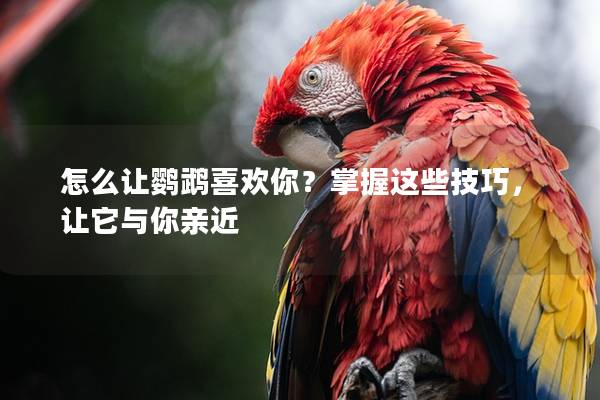 怎么让鹦鹉喜欢你？掌握这些技巧，让它与你亲近