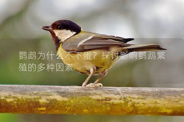 鹦鹉为什么不下蛋？探讨影响鹦鹉繁殖的多种因素