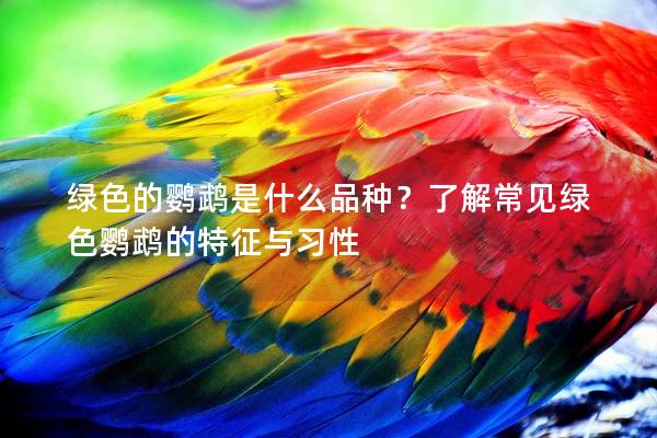 绿色的鹦鹉是什么品种？了解常见绿色鹦鹉的特征与习性