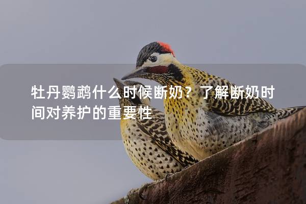 牡丹鹦鹉什么时候断奶？了解断奶时间对养护的重要性