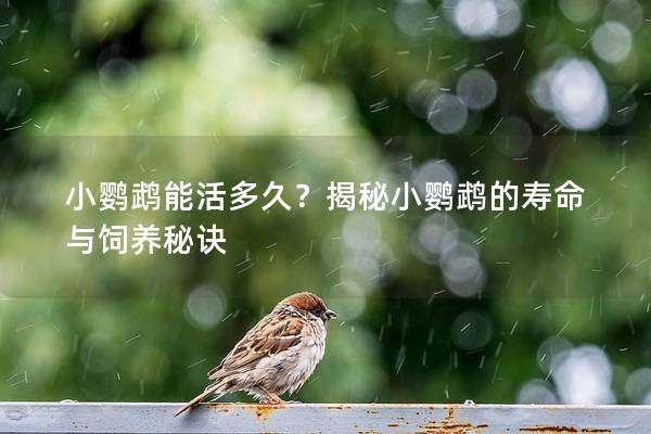 小鹦鹉能活多久？揭秘小鹦鹉的寿命与饲养秘诀