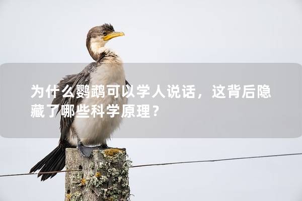 为什么鹦鹉可以学人说话，这背后隐藏了哪些科学原理？