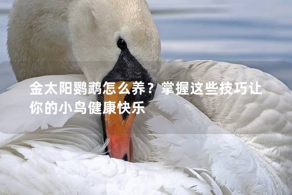 金太阳鹦鹉怎么养？掌握这些技巧让你的小鸟健康快乐