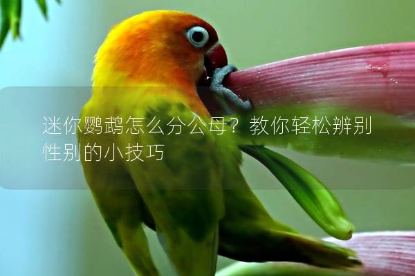 迷你鹦鹉怎么分公母？教你轻松辨别性别的小技巧