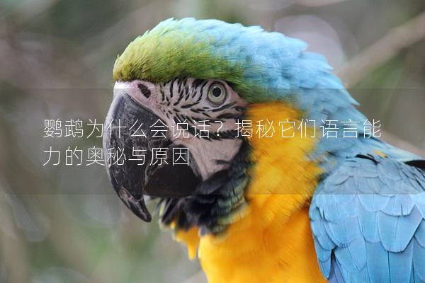 鹦鹉为什么会说话？揭秘它们语言能力的奥秘与原因