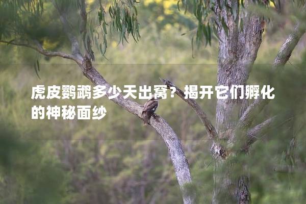 虎皮鹦鹉多少天出窝？揭开它们孵化的神秘面纱