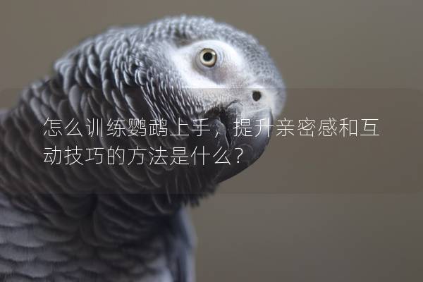 怎么训练鹦鹉上手，提升亲密感和互动技巧的方法是什么？