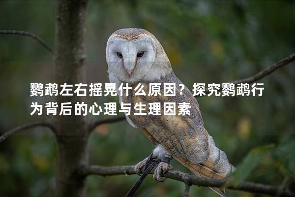 鹦鹉左右摇晃什么原因？探究鹦鹉行为背后的心理与生理因素