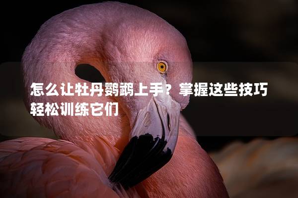 怎么让牡丹鹦鹉上手？掌握这些技巧轻松训练它们