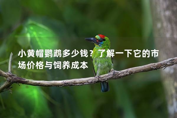 小黄帽鹦鹉多少钱？了解一下它的市场价格与饲养成本