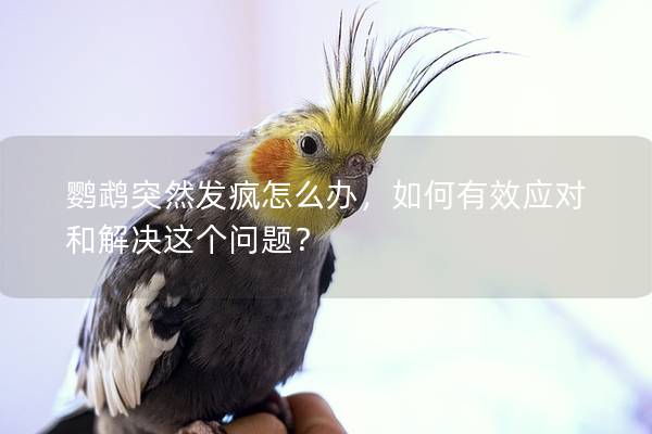 鹦鹉突然发疯怎么办，如何有效应对和解决这个问题？
