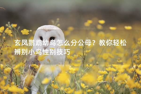 玄凤鹦鹉幼鸟怎么分公母？教你轻松辨别小鸟性别技巧
