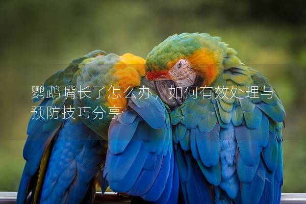 鹦鹉嘴长了怎么办，如何有效处理与预防技巧分享