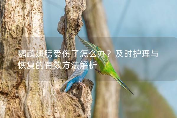 鹦鹉翅膀受伤了怎么办？及时护理与恢复的有效方法解析